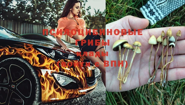 гидра Корсаков